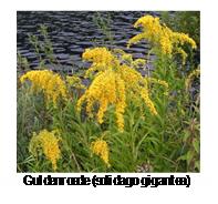 k-guldenroede Guldenroede